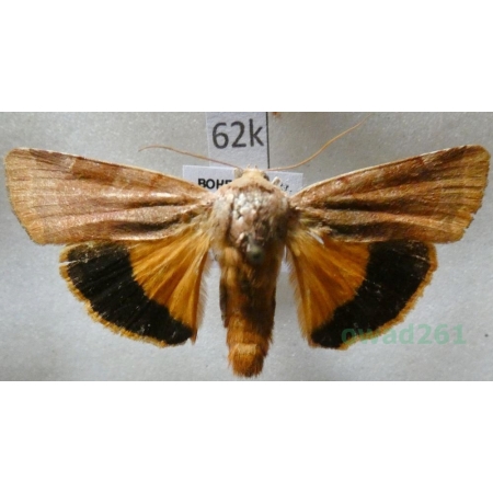 Noctua fimbriata (Schreber, 1759) Rolnica aksamitka Czech62k